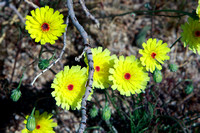 Desert Dandelions