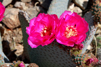 Pear Cactus Blossoms