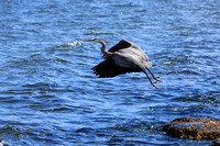 Florida Wildlife