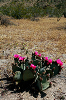 Pear Cactus w Blooms in Cottonwood area