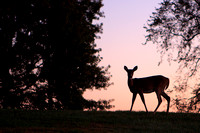 Valley Forge at Dawn