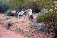 Shots 6-7: Desert Bighorn Sheep Feeding