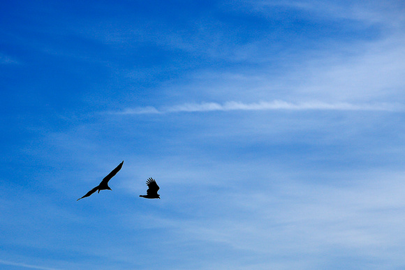 Shots 15-18: Turkey Vulture Soars Over the Countryside