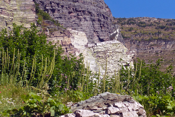 Didn't Take Long to Spot a Mountain Goat on Grinnell Glacier Trail