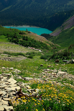 Flowers and Lower Grinnell Lake