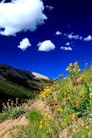 Alpine Sunflowers at Independence Ghost Town