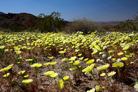 At Flower Level