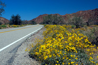 Roadside Desert Sunflowers near Cottonwood Visitor Ctr