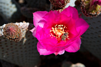 Closeup: Bee on Pear Cactus Flower