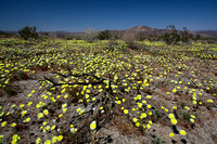 Desert Dandelion Carpet in Cottonwood area of park